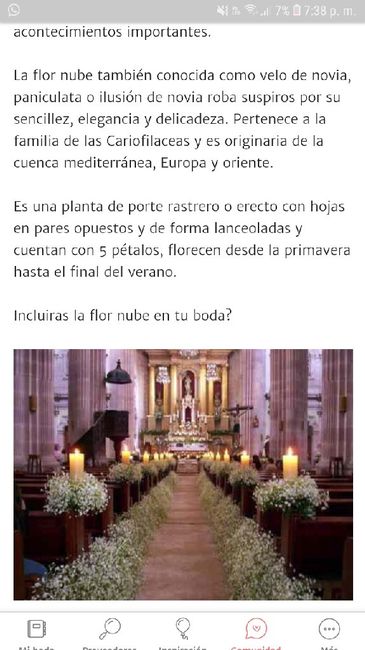 Ayuda! Que tipo de flores son las de la imagen? - 1