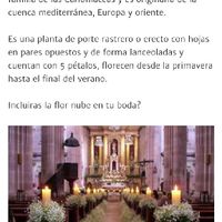 Ayuda! Que tipo de flores son las de la imagen? - 1