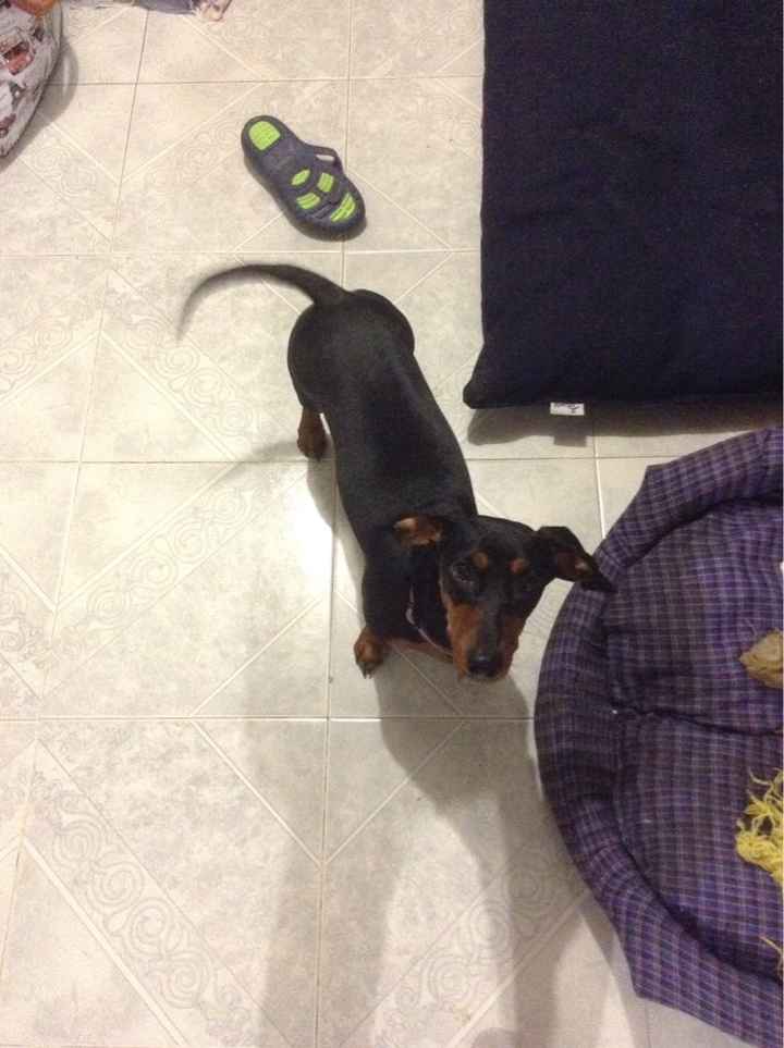Sesión  con tus adorables mascotas,  si o no? - 1