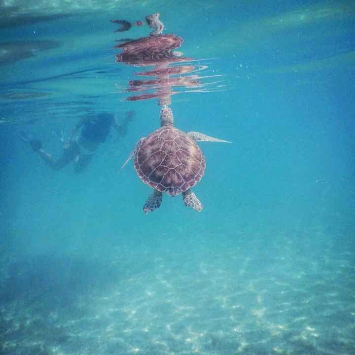 ¿cancún, playa del carmen, tulum, bacalar o holbox? - 1