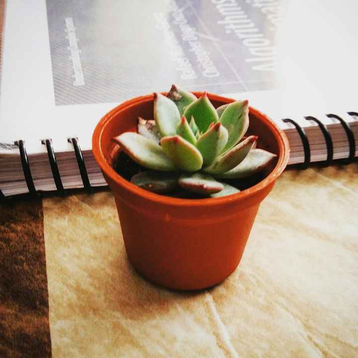 Que opinan de las plantitas de recuerdo de boda? - 2