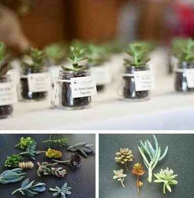 Que opinan de las plantitas de recuerdo de boda? - 3