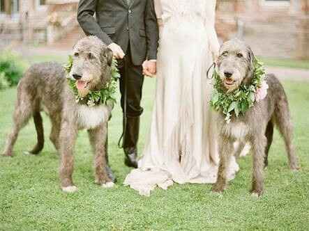 Mi bebé de 4 patas en mi boda !!! - 2