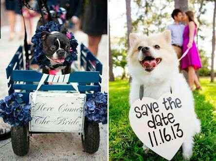 Mi bebé de 4 patas en mi boda !!! - 4