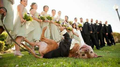 Mi bebé de 4 patas en mi boda !!! - 12