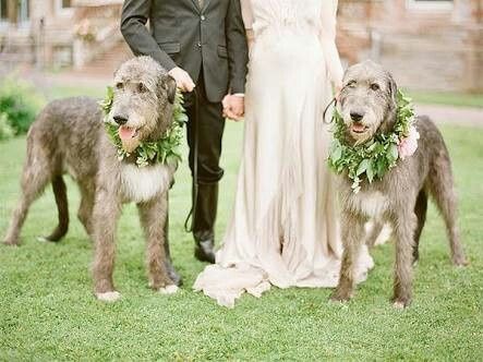 Mi bebé de 4 patas en mi boda !!! - 2