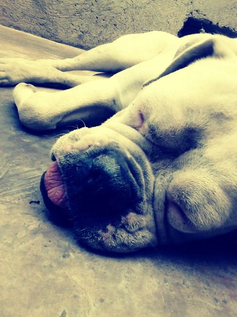 La foto de tu mascota! - 2