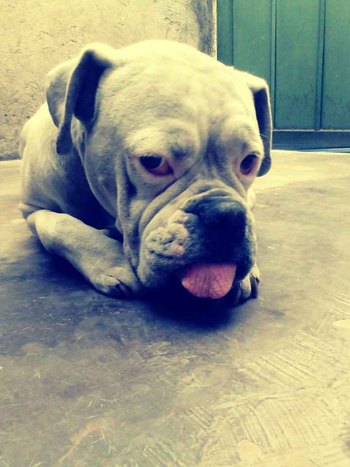 La foto de tu mascota! - 1