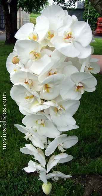 orquidias