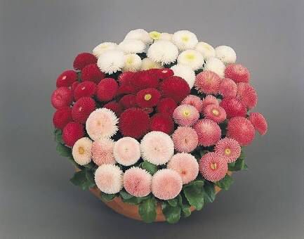 Flores en agosto para ramo - 1