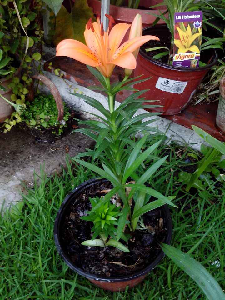 La pedida a los padres ?? - 1