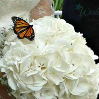 Liberación de mariposas 🦋 - 2