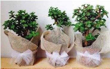 planta de la abundancia
