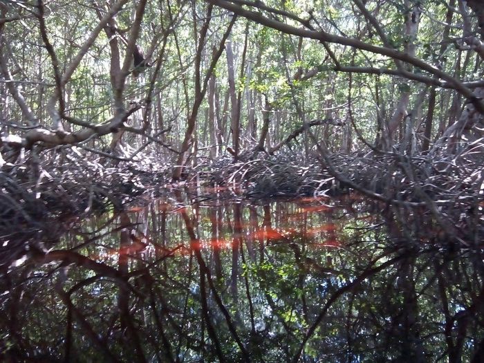 agua roja del manglar