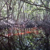 agua roja del manglar