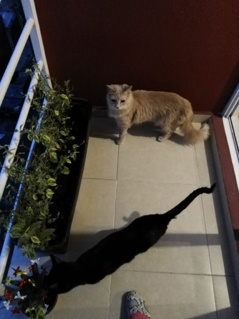 ¿dejarán alguna mascota con sus papás cuando se casen? - 1
