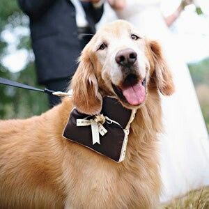 Tener mascotas de honor - 3