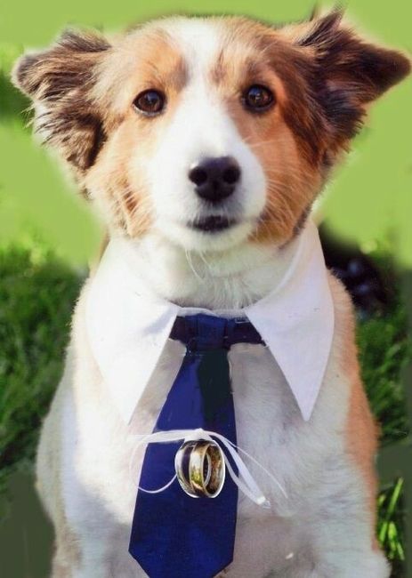 Tener mascotas de honor - 5