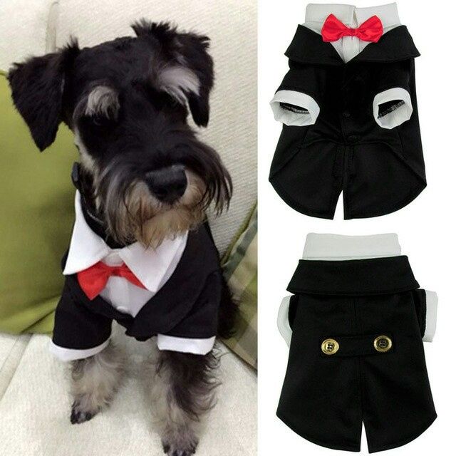 Tener mascotas de honor - 7