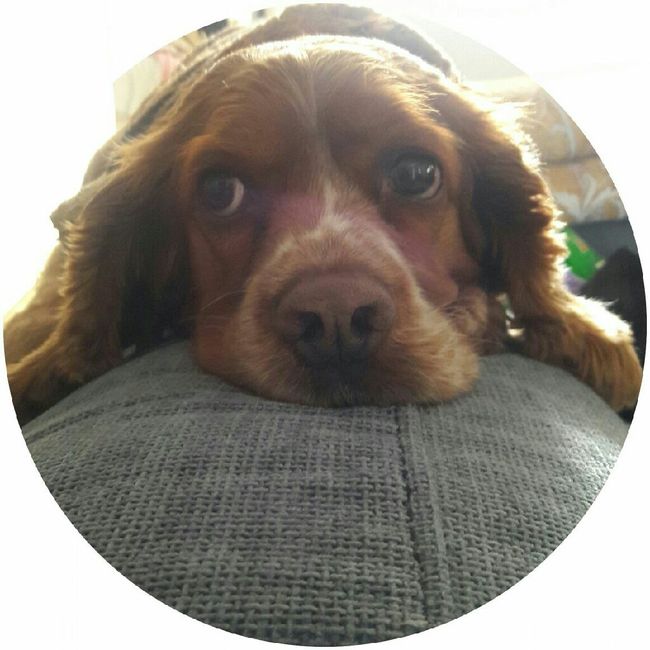 Tener mascotas de honor - 14