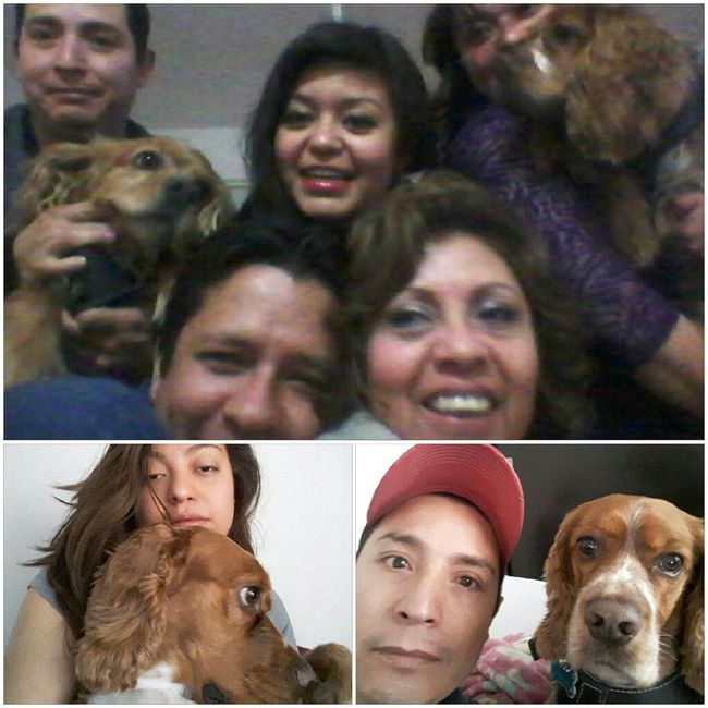 Mascotas en el hogar ¿sí o no? - 1