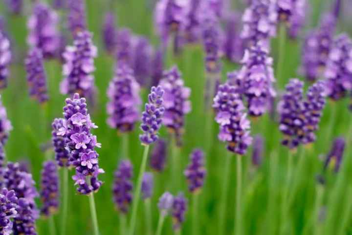 Flores moradas 🌈💜 - 1