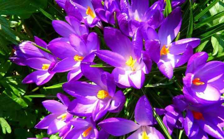 Flores moradas 🌈💜 - 2