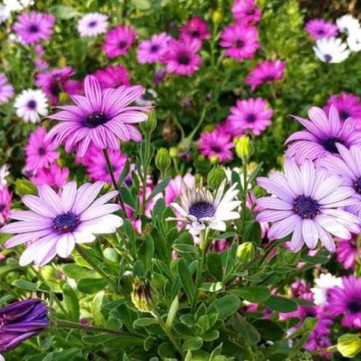 Flores moradas 🌈💜 - 3