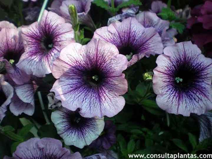 Flores moradas 🌈💜 - 4
