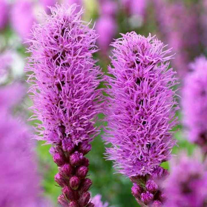 Flores moradas 🌈💜 - 6