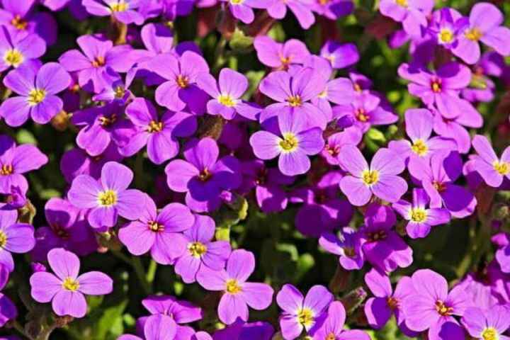 Flores moradas 🌈💜 - 7