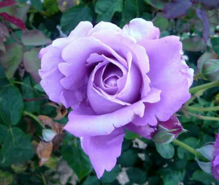 Flores moradas 🌈💜 - 8