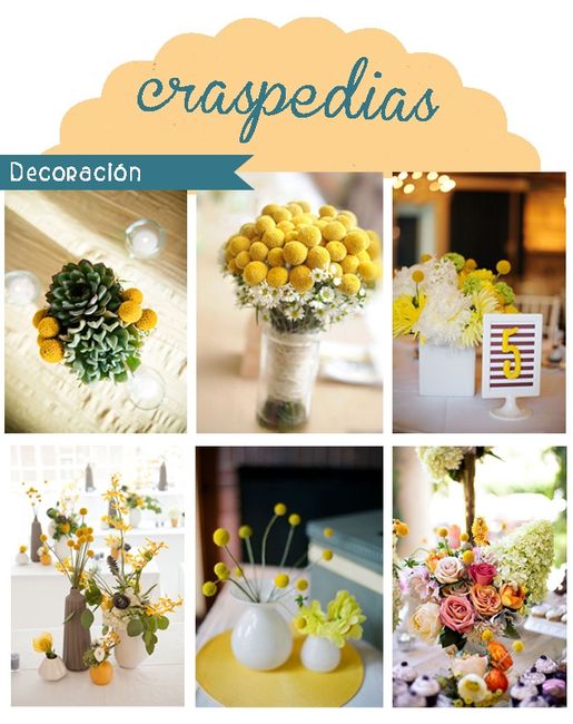 craspedias