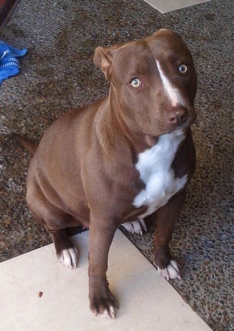 Mi perro es mi hijo!! - 1