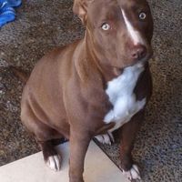Mi perro es mi hijo!! - 1