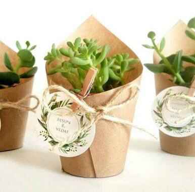 Suculentas Para Mis Invitados - 2