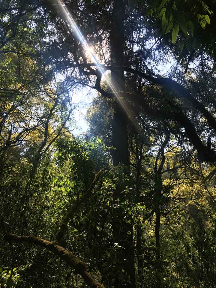 🌲🌲ya tenemos el lugar perfecto  🌲🌲 - 1