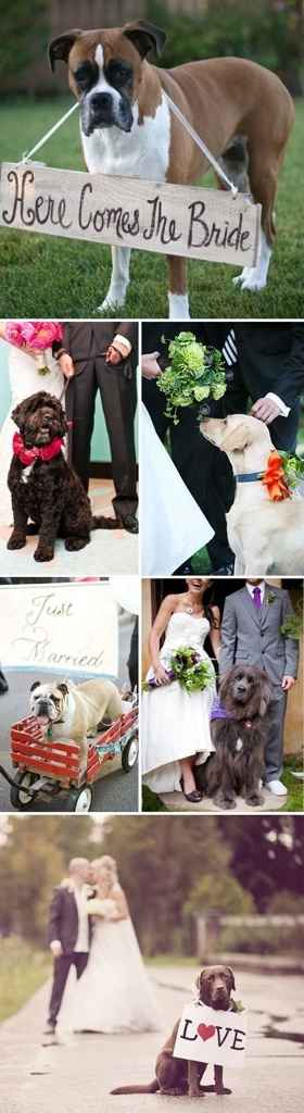 Quiero a mi perrito en mis fotos!!! - 2