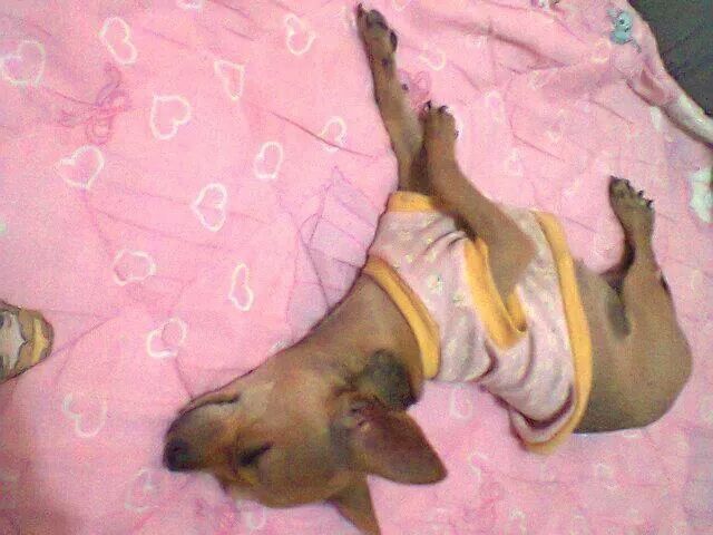 La foto de tu mascota! - 1