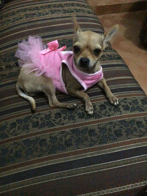 Llego el traje de mi peludo estrella !!!!! - 1