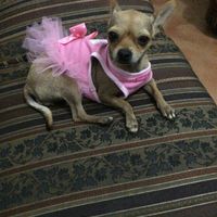 Llego el traje de mi peludo estrella !!!!! - 1