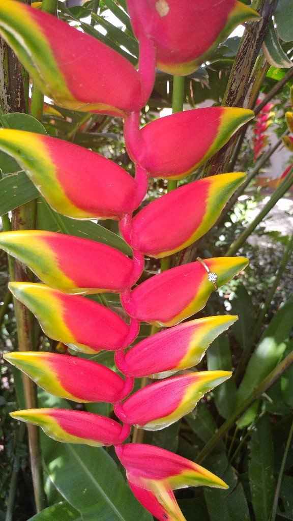 Anillito 😍🌹 - 2