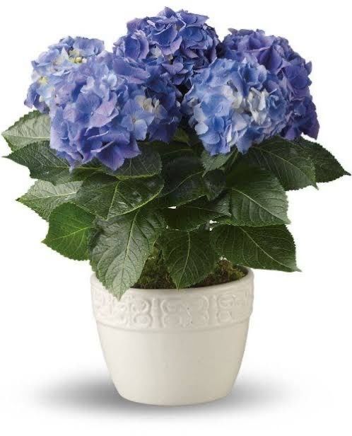 Plantas vivas como centros de mesa 2