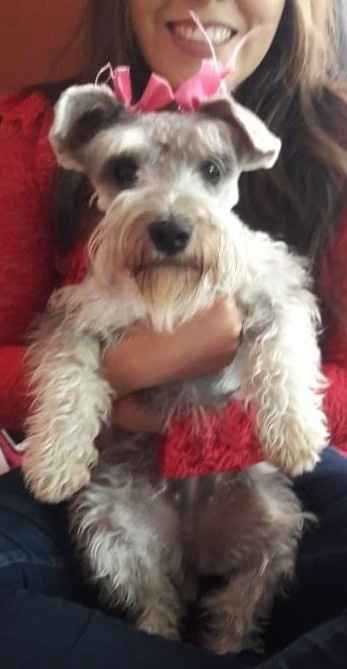 ¡Hoy es día de los animales! 🐶🐱🐰🐷 Mascotas en la boda - 1