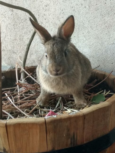Mascotas para recien casados :) 3