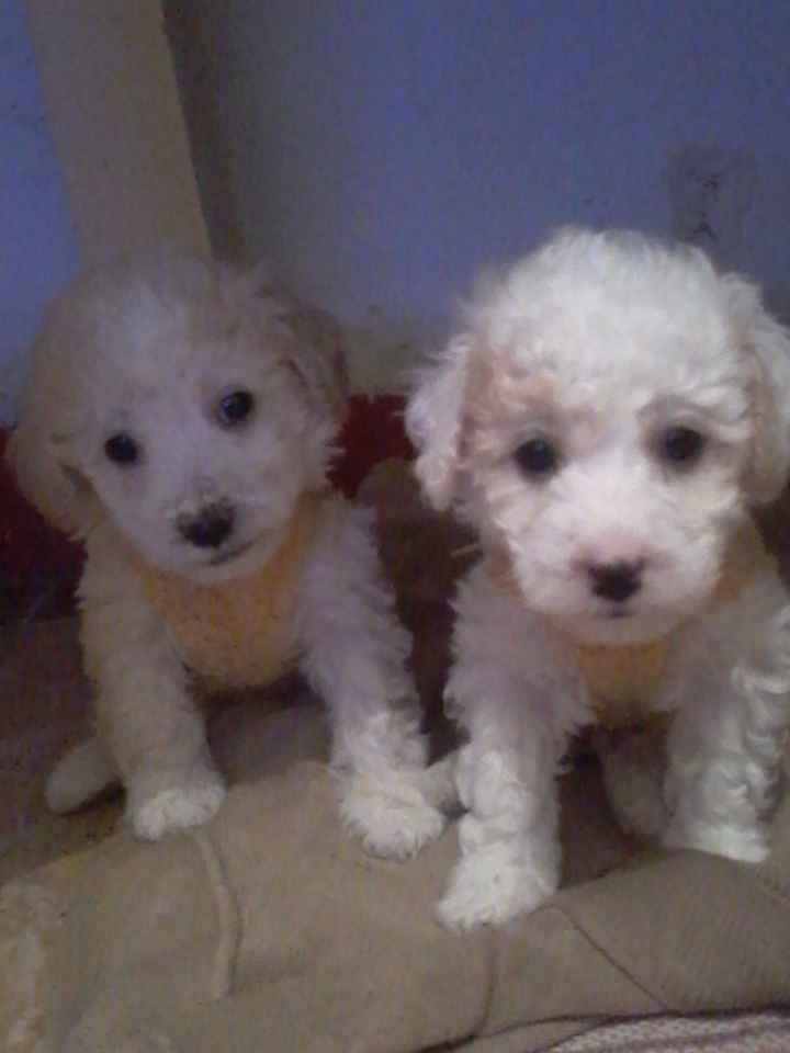 La foto de tu mascota! - 2