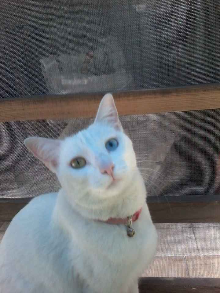 La foto de tu mascota! - 4