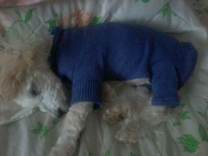 Presuman su foto... las mascotas!! - 4