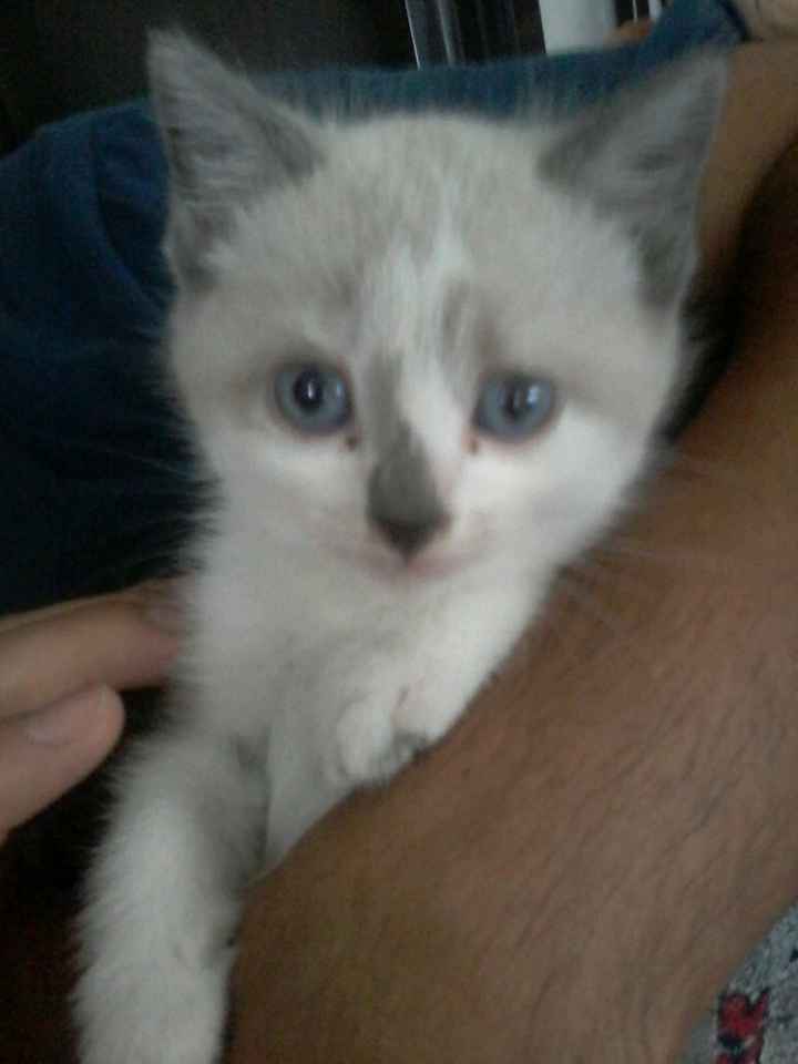 Tiempo de presumir a sus amigos peludos, quien tiene mascotas :d!! - 1