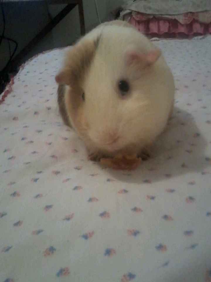 Tiempo de presumir a sus amigos peludos, quien tiene mascotas :d!! - 2